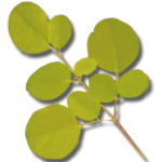 moringa