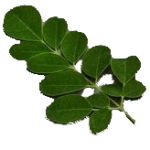 MORINGA