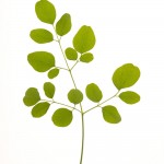 moringa feuilles