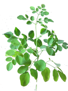 moringa